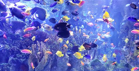 Aquarium .